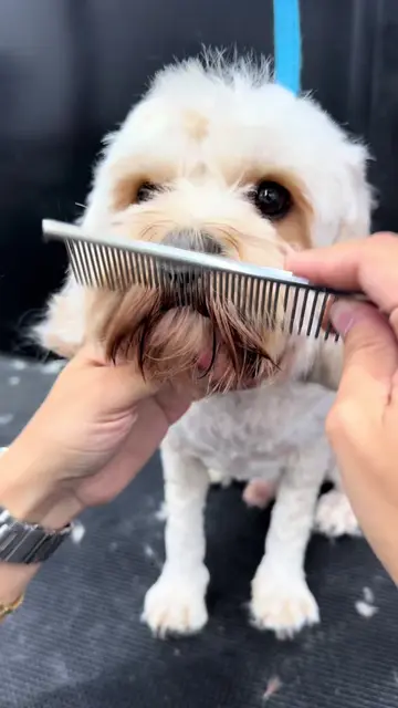 Fresh face for Puppy #asmr #fyp #doggrooming #dogsoftiktok #petgrooming 