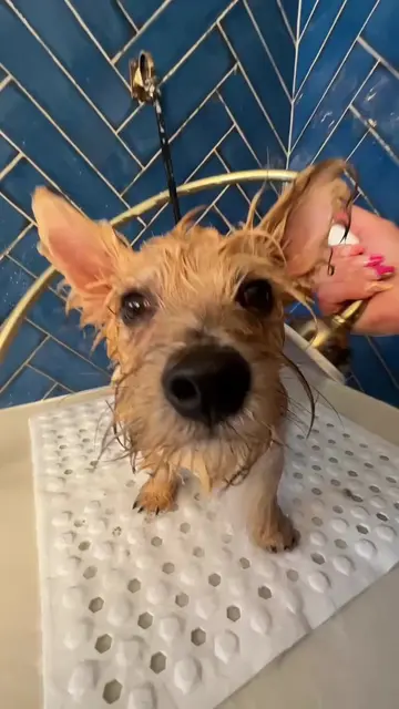 Doggy Daily Episode 616: Junji the Norwich Terrier 🐾  • • • • #norwichterrier #