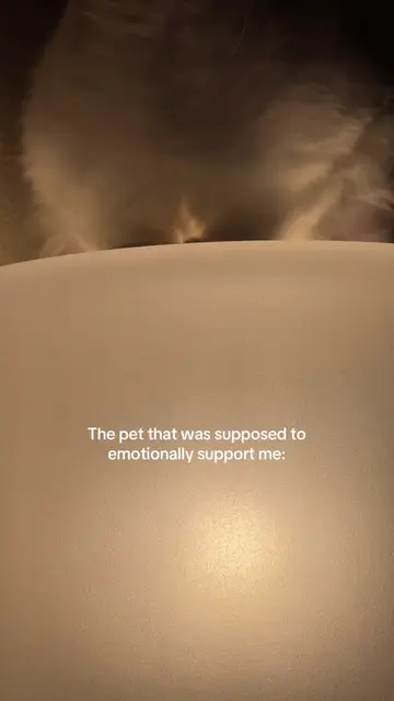 Leela doesn’t tolerate weakness👿 #donskoy #pets #catsoftiktok #hairlesscat 