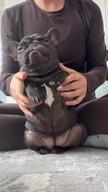 mabel says happy Monday everyone! #monday #frenchbulldog #mabelthefrenchie #fren