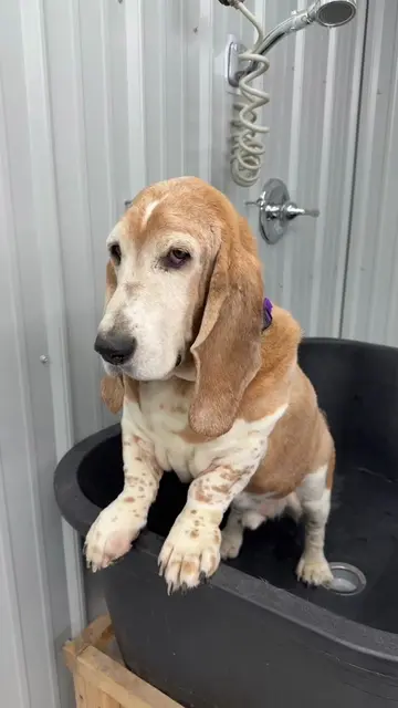 These boys are ready for a nap! 🤣🐾 #bassetthound #deshedding #doggrooming #fyp