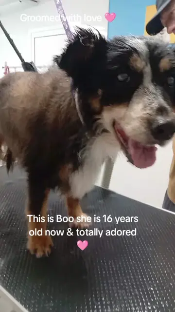 Boo is a beautiful dog and this will always be the hardest part of being a groom