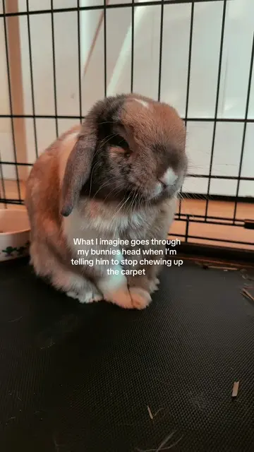 Bunnies have big ears but they don’t seem to know how to use them😂 #bunny #rabb