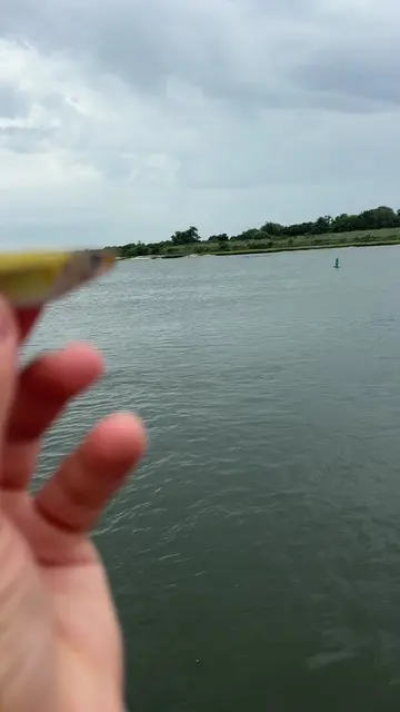 Which catches the bigger fish? #fishing #fish #bait 