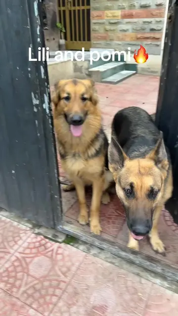 This is how they act when i let them go out 😂#lili #bella #ethiopian_tik_tok🇪�