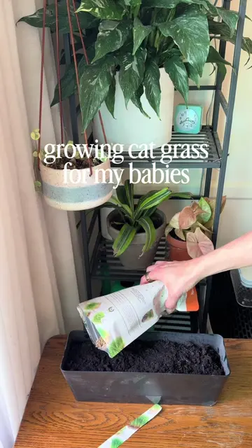 To anyone with cats- I HIGHLY recommend growing your own cat grass. It’s way eas