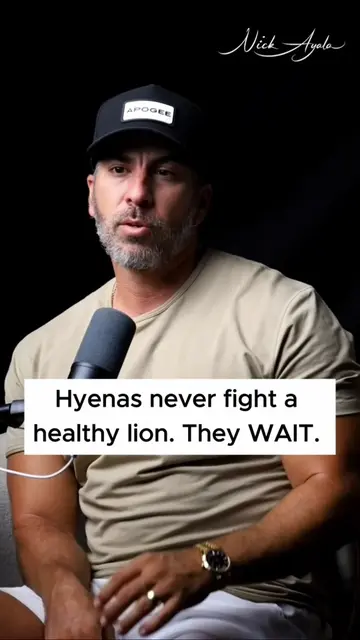Hyenas never fight a healthy lion. They wait.  Hyenas don't attack lions. They a