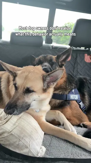 People often think dogs bond more deeply with humans, but they can form incredib