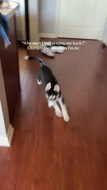 Is my 10 week old siberian husky puppy broken or is this normal? 😅 #husky #pupp