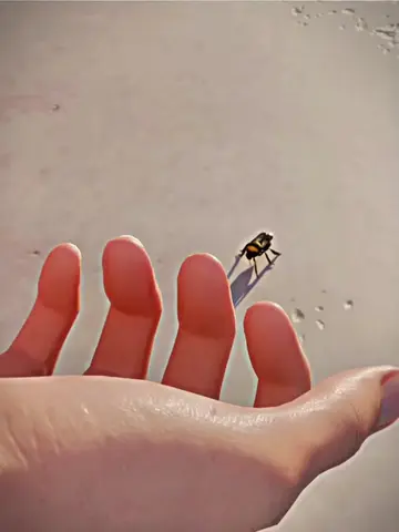 Elle a donné un foyer à une abeille 😢#3danimation #NatureFact #LearnOnTikTok #F