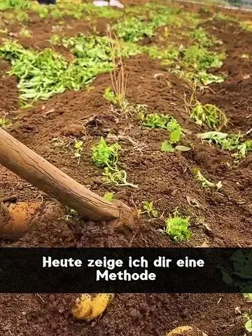 Kartoffeln richtig pflanzen – Mit diesem Trick wächst die Ernte deutlich besser!