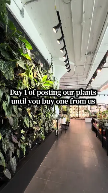 We ship nationwide! 🌱📦 #plantshop #plantshopping #houseplants #PlantLover #pla