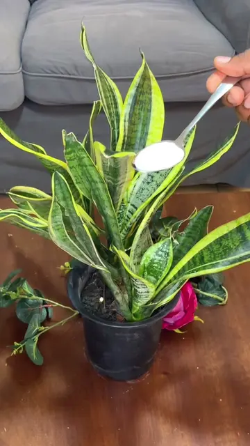 ¡El secreto de la Leche y el Limón para hacer crecer tus plantas! 🌿✨ Olvida los
