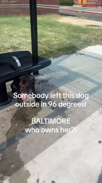 omg Stacy 💔😭 #baltimore #dogsoftiktok #lostdog #onthisday 