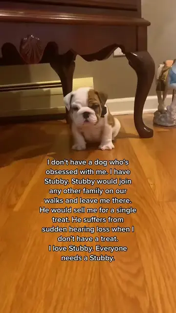 Does anyone else have one these?! #dogsoftiktok #dogtok #puppiesoftiktok #funnyd