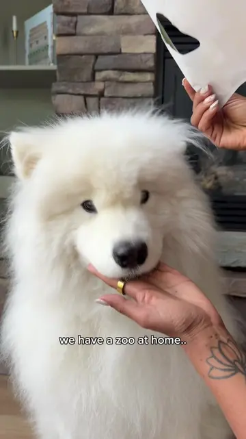 What animal are you going to risk petting? 🦖🐻‍❄️🙂 #zooanimals #puppy #samoyed