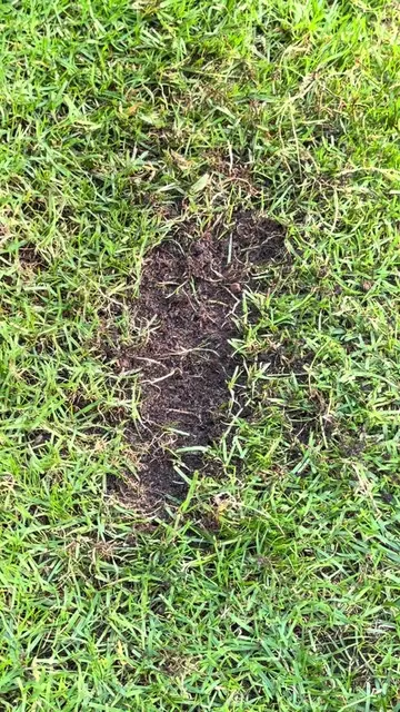 Repair Small Lawn Bare Patches 🌱 Please do watch and listen along 👍  I’ve got 