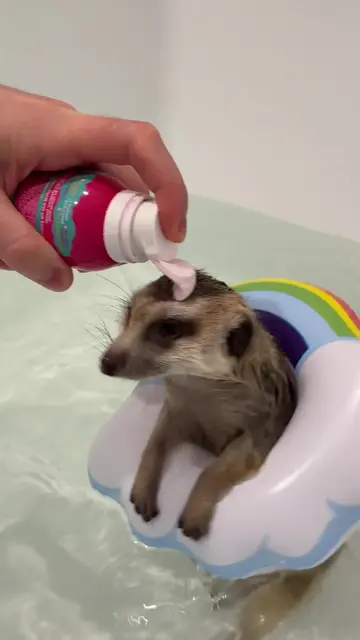 Unicorn Timon on the rainbow 🌈 Единорог Тимон на радуге 🌈 #сурикат #meerkat #s