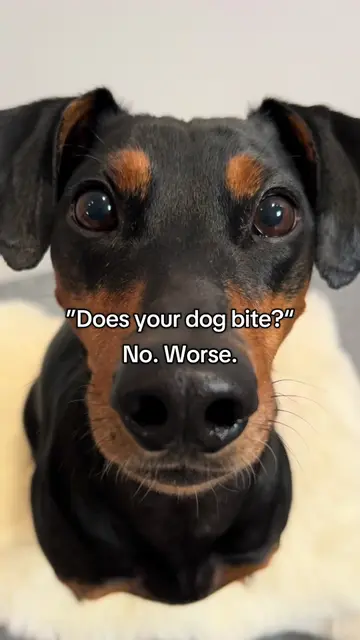 So scary😱🦇#dog #dogsoftiktok #funnydog #doglove #doggo 