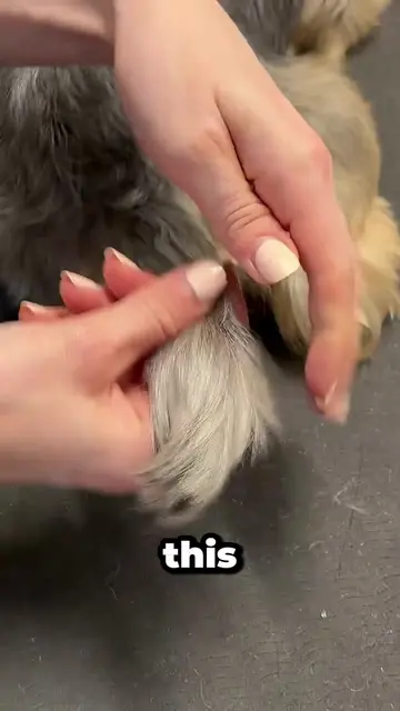 Grooming. #dog #pet #dogrooming 