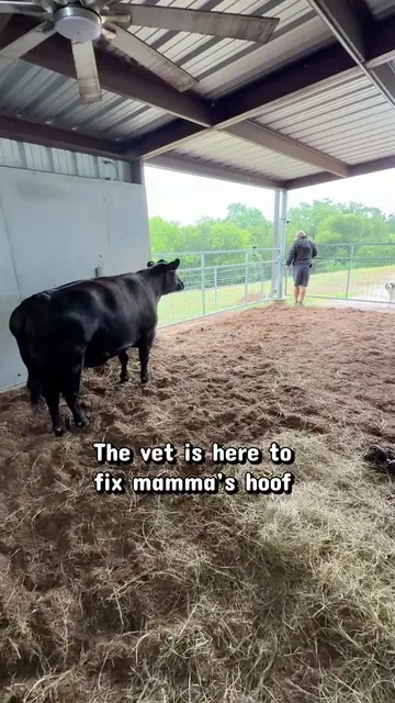 Will someone please count how many times I told her she’s a good girl?!? #cow #c