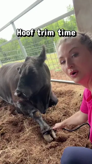 Couldn’t film much bc mamma was fighting the rope #cow #cowmom #mammacow #cowsof