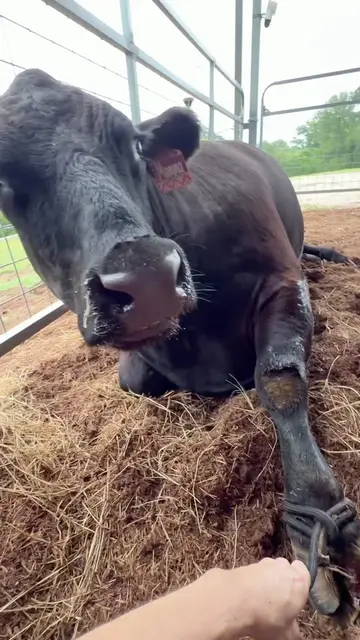 Drunk mamma cow & annual shots #cow #cowsoftiktok #cowmom #farmwife #cows 