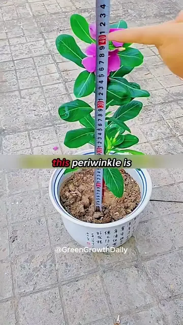 Why Gardeners Are Planting More Periwinkles Than Ever? periwinkle flowers vinca 