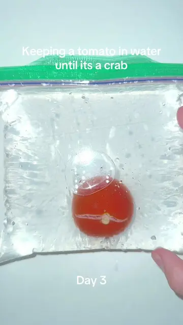 #pleasedontflop #sciencefun #viralchallenge #tomatoexperiment #tomatoinwater 