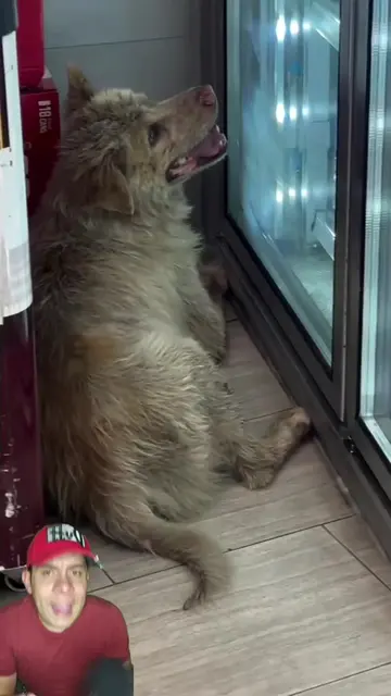 Así reaccionó está tienda cuando un perrito buscó un lugar para descansar 🐶❤️🏪