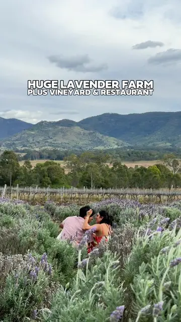 [ THINGS TO DO ] MASSIVE LAVENDER FARM JUST OVER AN HOUR FROM BRISBANE 💜 Kooroo