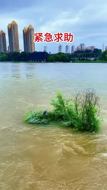 这只小猫牵‮着动‬吉林人的心，好多人去‮场现‬看，大美吉林市，江城人民太有爱心。 被困江中两天的小猫终于得救了，特别感谢爱心人士，天跃大疆二手无人机交易中心，为