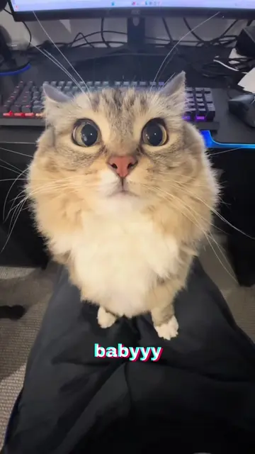 Car wants to dance #catsoftiktok 