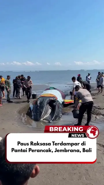 Seekor paus raksasa dilaporkan terdampar di pinggir Pantai Perancak, Kabupaten J