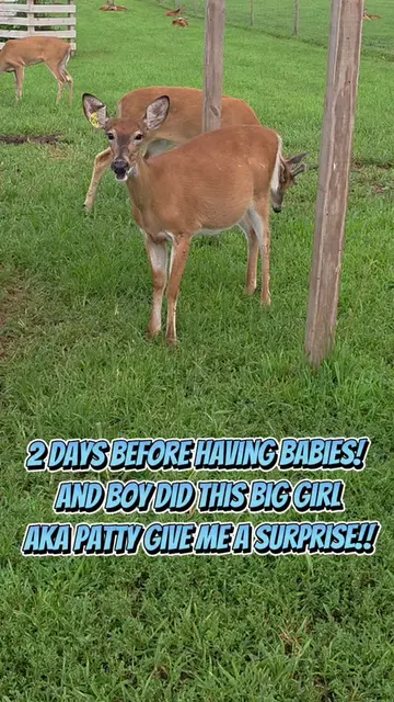 Last doe finally had!  3 bucks 1 doe fawn!  #deerfarm #deertik #breeder #whiteta