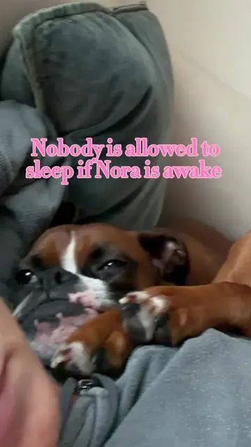 morning in our life🤣💀 #boxerdogsoftiktok #boxerdog #boxerpuppy #boxers #boxer 