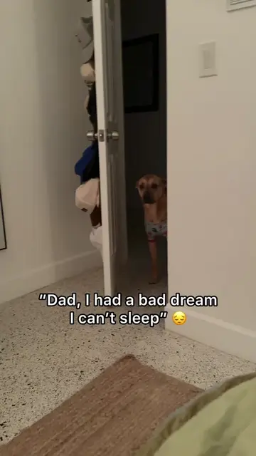 I swear dogs are really just little kids 🥹