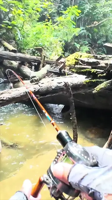 Dapat healing macam nie pn nikmat dah Strike Tu Bonus!  #wildstream #streamfishi