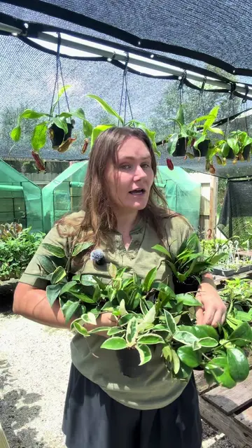 Holla for Hoyaaaaaa  We have over 30 different species of Hoya!!! These are our 