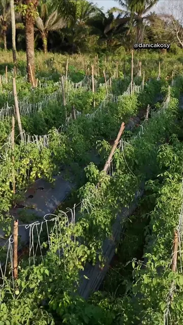 How he’s making millions from tomato and cucumber farming  @ green vine farm  #f