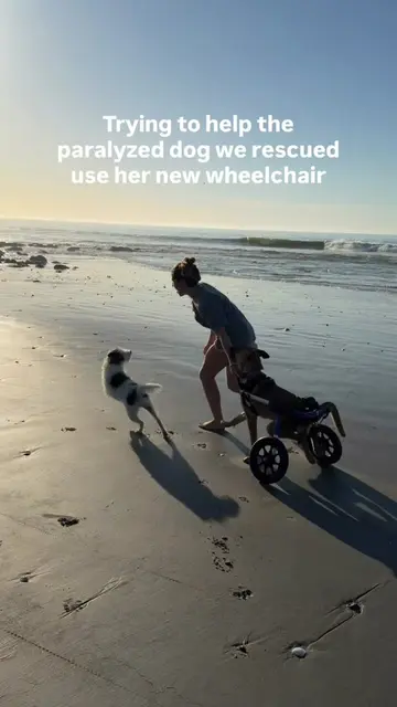 GO BIRDIE GO!!!😭🌊✨🥲🕊️💕 Yesterday she wouldn’t take a single step… today she