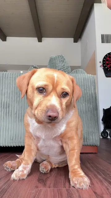 who thinks baby cashew is a good dancer? 🙋‍♀️ #ijustwannadance #cashew #cutenes