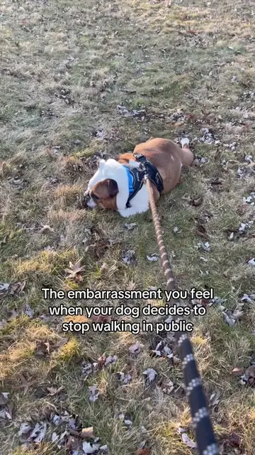 This is normal for English bulldog btw. He was not injured at all, he was being 