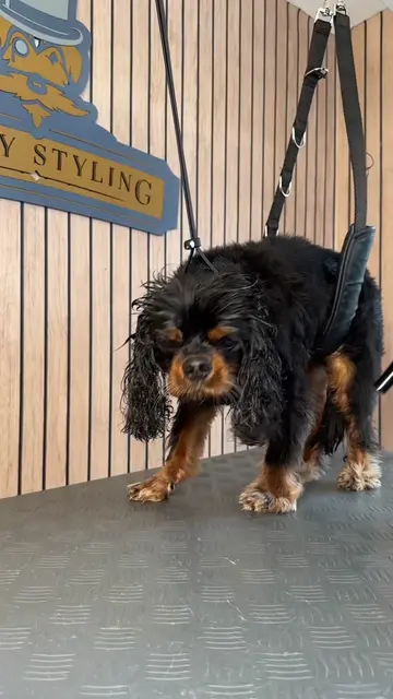 Doggy Daily Episode 617: Truman the Cavalier King Charles Spaniel 🐾  • • • • #c