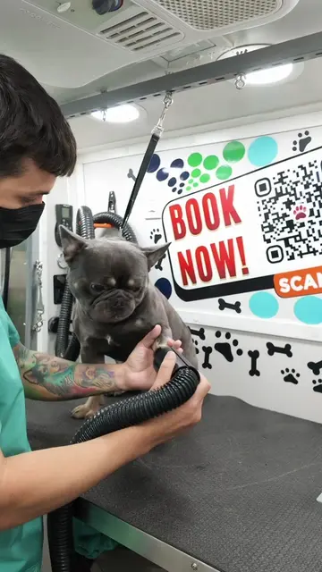 Max también hizo de las suyas   #Frenchie  #Grooming  #miami