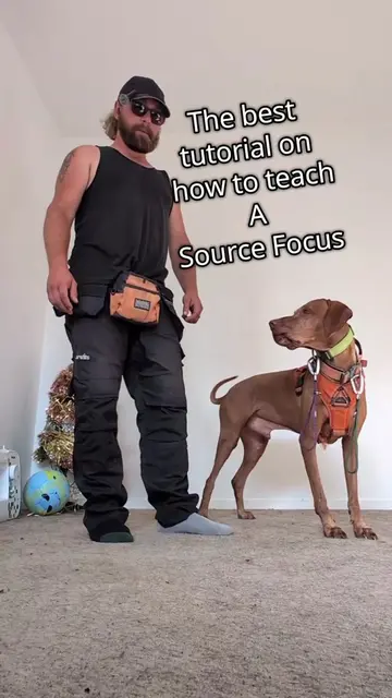 The best tutorial on how to teach your dog to source focus. #creatorsearchinsigh