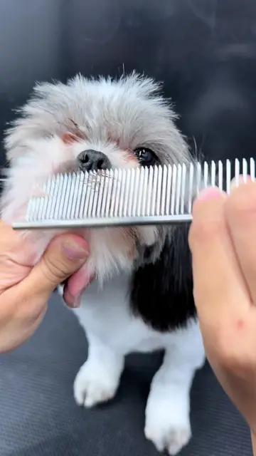 A Cute face for a Cute Shitsu❤️ #asmr #fyp #doggrooming #dogsoftiktok #petgroomi