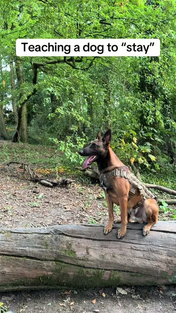 Getting a dog to “stay” and not move is something that take a lot of time and re