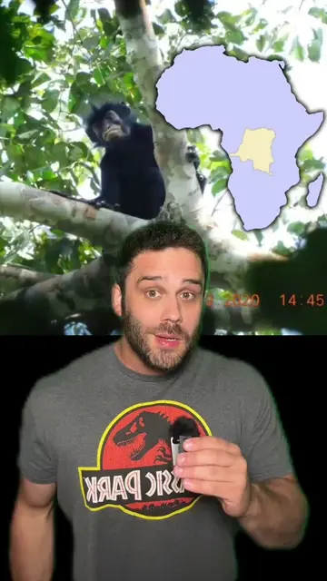 A new species of African primate | The Colobus Monkey aka the Likweli #animals #