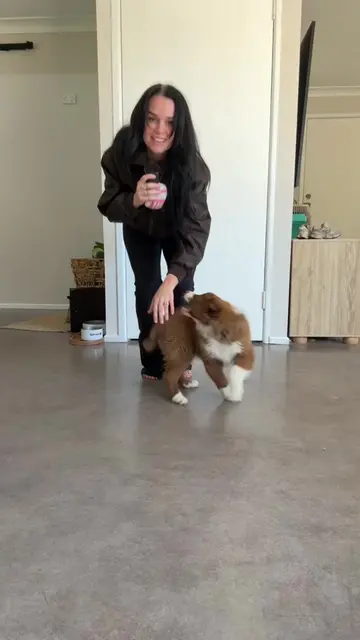 Border collie puppy Oakley meets Cedar and Sprinkle ❤️